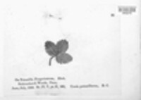 Uredo potentillarum image